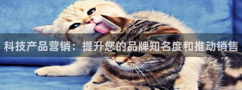 金年会网站洗黑钱